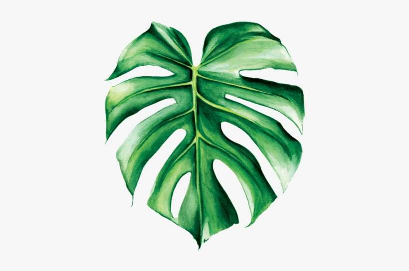 Graphic Black And White Library Image Result For Png - Monstera Png Transparent, transparent png download