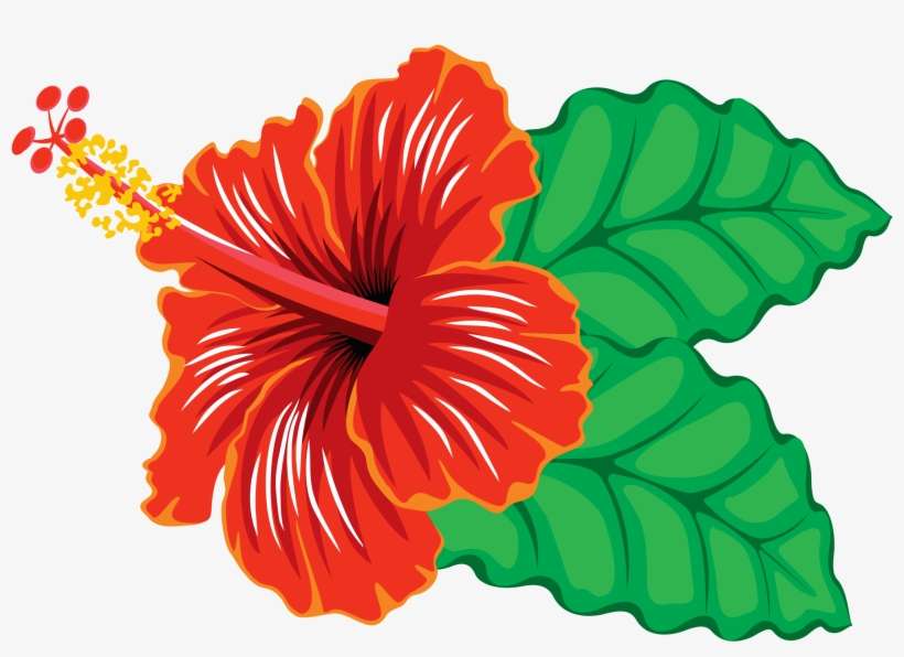 Shoeblackplant Can Stock Photo Spider Hibiscus Hawaiian - Hibiscus Flower Clipart Png, transparent png download