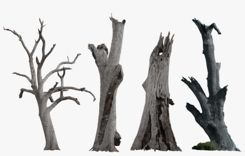 Dead Tree Pack - Dry Tree Trunk Png, transparent png download