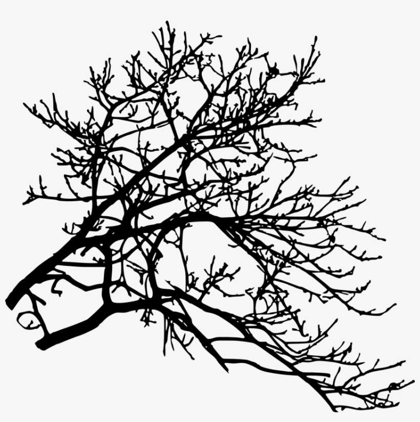 Free Png Tree Branch Png Images Transparent - Portable Network Graphics, transparent png download