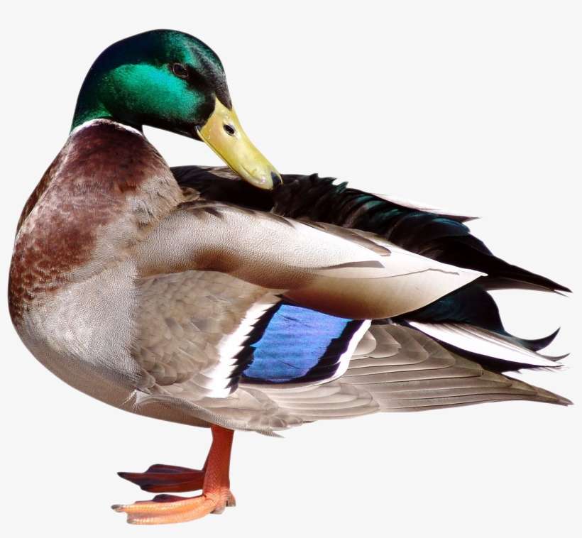 Duck Png, transparent png download