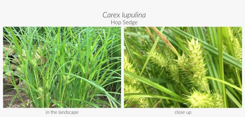 Click Here To See Our Full Carex Collection And Here - Wheat, transparent png download