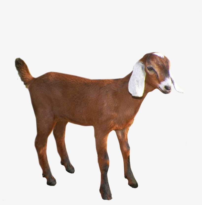 Goat Png - Tamil Nadu Goat Png, transparent png download