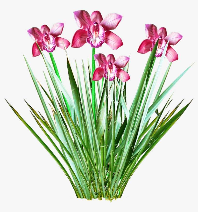 Flores Png - Imagem De Flores Png, transparent png download