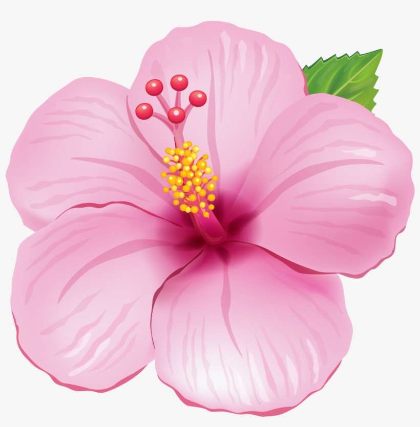 Cafepress Pink Hibiscus Tile Coaster, transparent png download