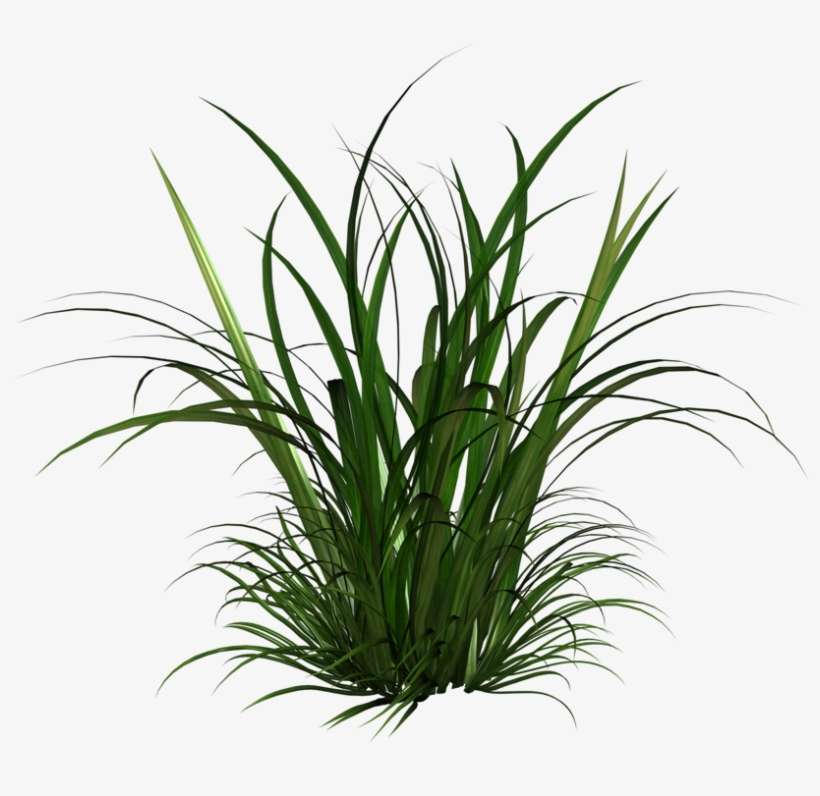 Pin Tall Grass Clipart - Tall Grass Clipart, transparent png download