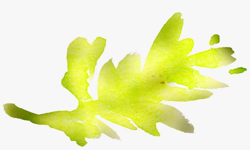 Free Watercolor Floral Elements- Pretty - Macro Photography, transparent png download