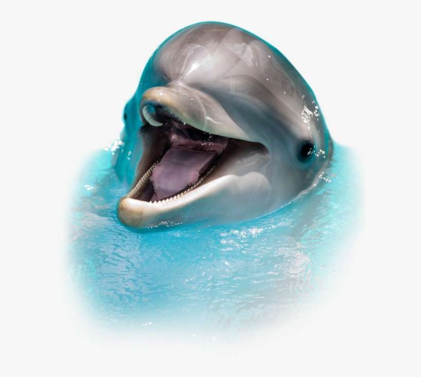 Sea Screamer Dolphin Tours In Clearwater - دولفين Png, transparent png download