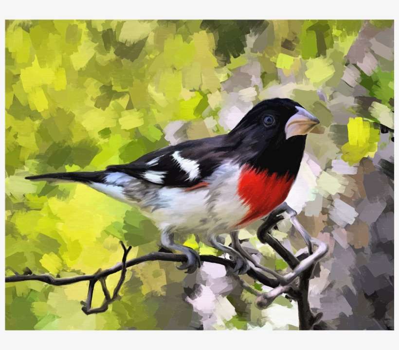 Medium Image - Rose Breasted Grosbeak, transparent png download