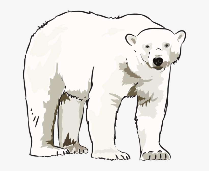 Texpe The Polar Bear - White Polar Bear Clipart, transparent png download