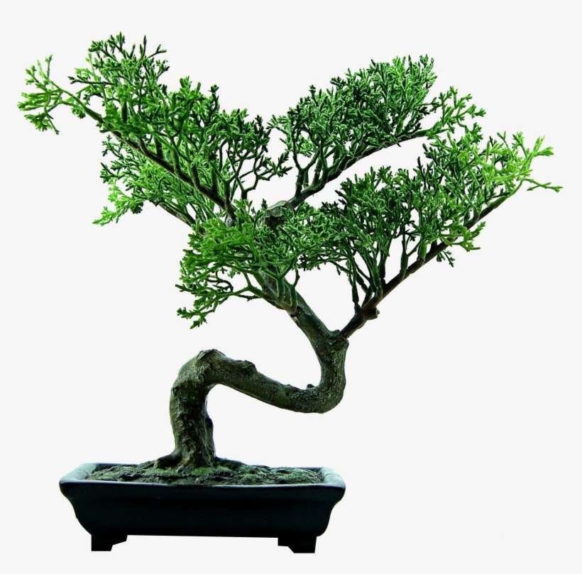 Bonsai Png, transparent png download