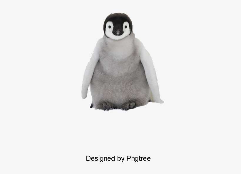 Penguin, Animal, Lovely Png Image And Clipart - Portable Network Graphics, transparent png download