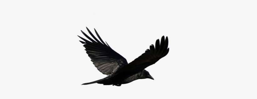 Game Of Thrones Crow Png Graphic Transparent - Crow Png, transparent png download