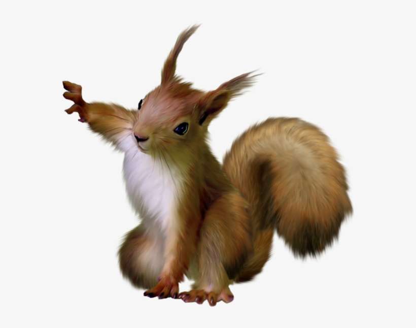 Squirrel Png, transparent png download