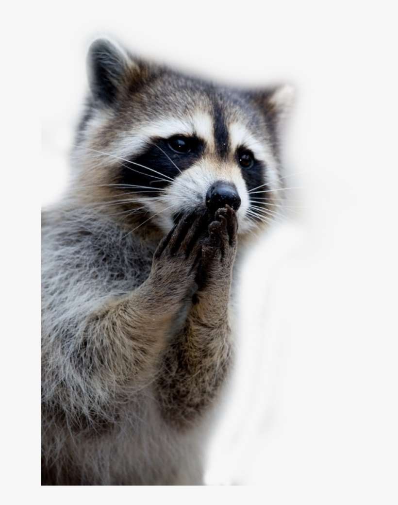 Raccoon Png - Mapaches Bonitos, transparent png download