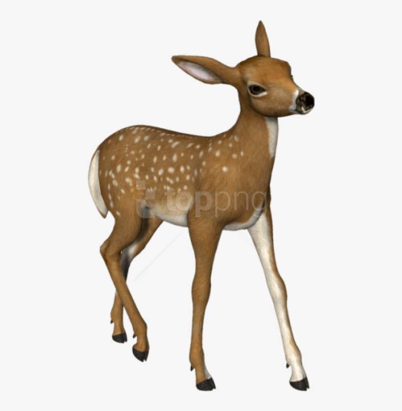 Deer Png Image Without Background - Roe Deer Clipart, transparent png download