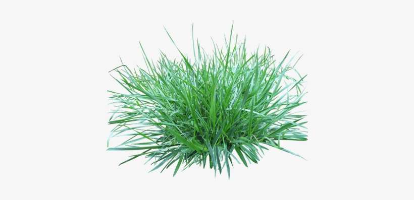 Patch Of Grass - Portable Network Graphics, transparent png download