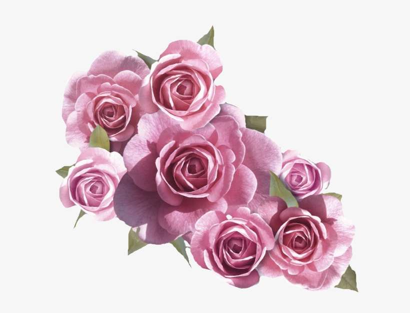 Flores Png Rosas - Rose In White And Pink Png, transparent png download