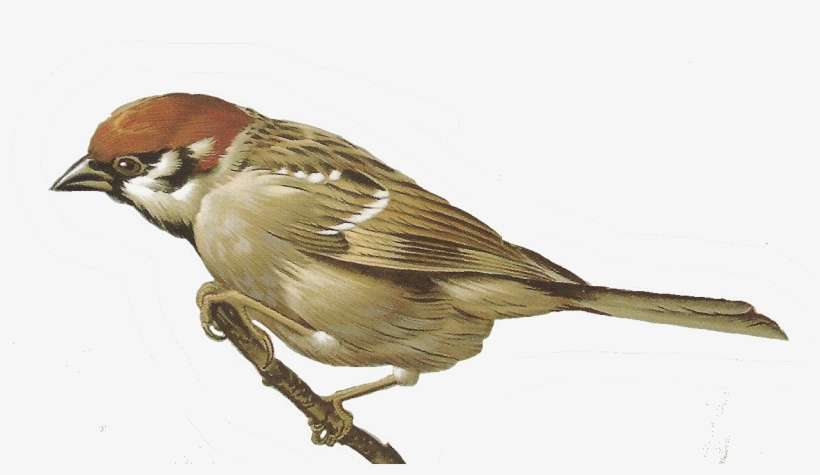 Pin By Joanna On - Sparrow Png, transparent png download