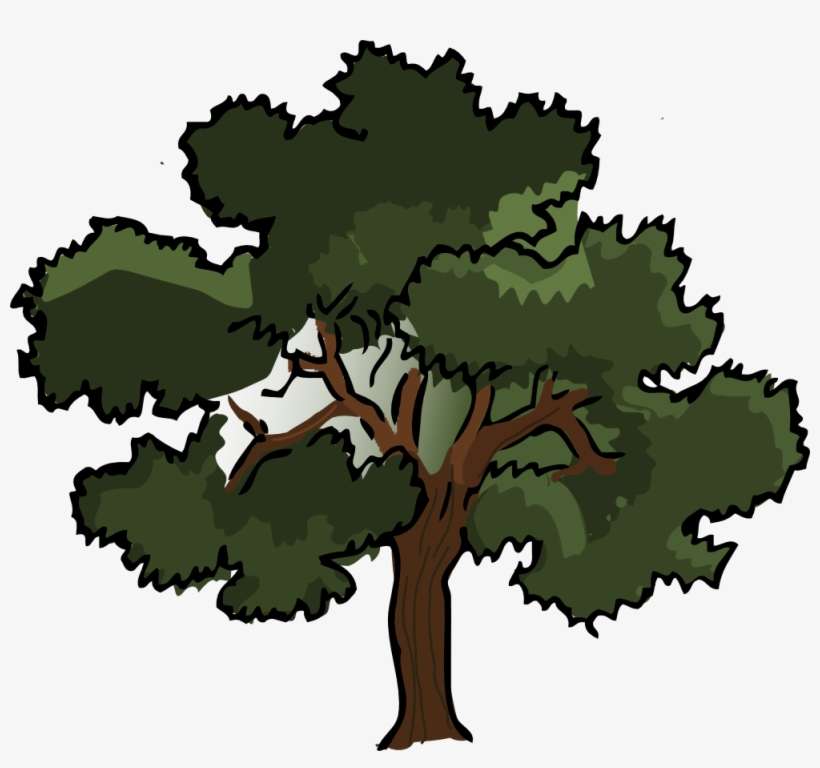 Clipart Info - Oak Clipart, transparent png download