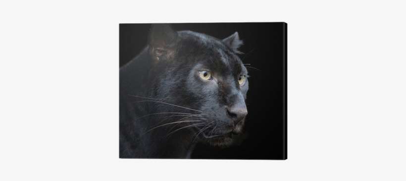 Bigotes De Pantera, transparent png download