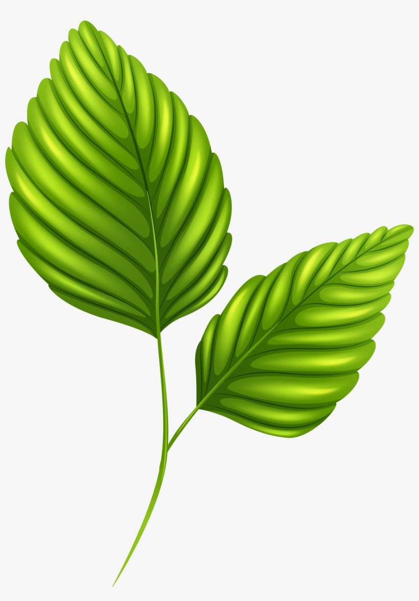 Palm Leaf Png Clip Art - Clip Art, transparent png download