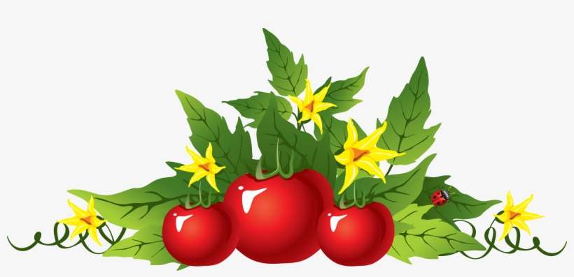 Tomato Forty - Tomato Plant Png Clipart, transparent png download