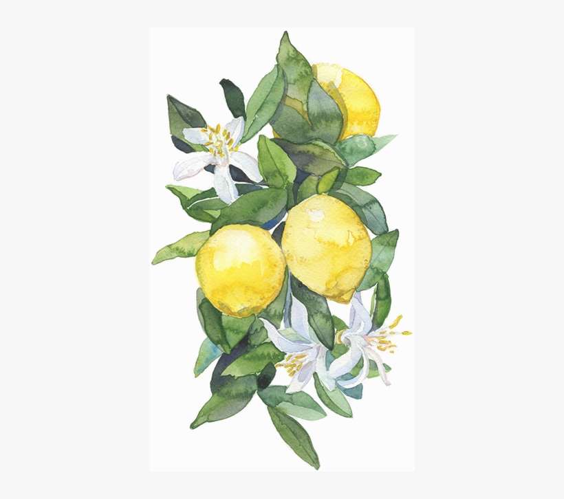 Home Improvements - Lemon Tee Shower Curtain - 71" By 74", transparent png download