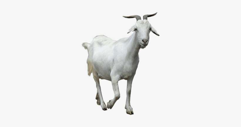 Animals - Goats - Goat Png, transparent png download