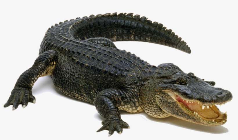 Alligator Png Pic - Аллигатор Png, transparent png download