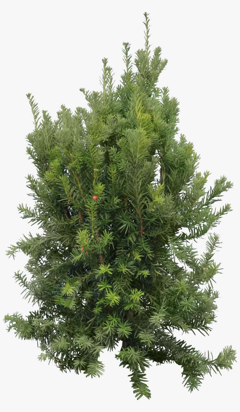 Tree Branch - Cedar Png, transparent png download