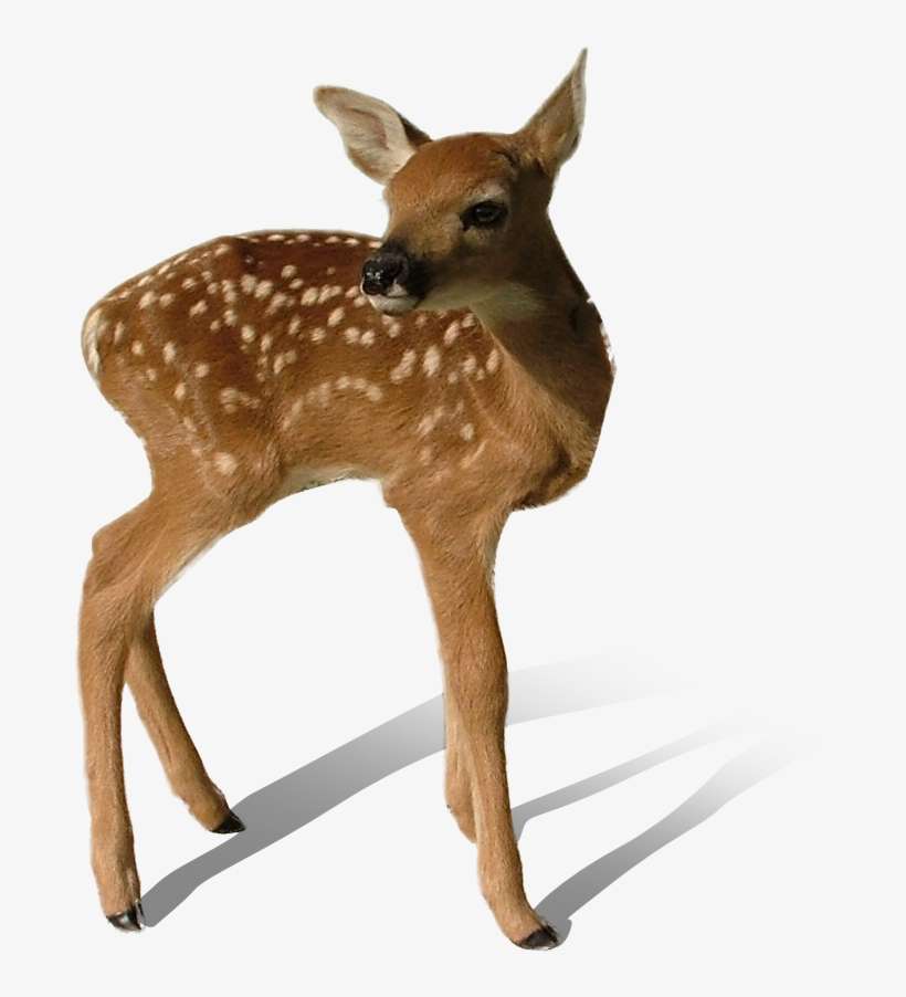 Transparent Deer Png - Deer, transparent png download