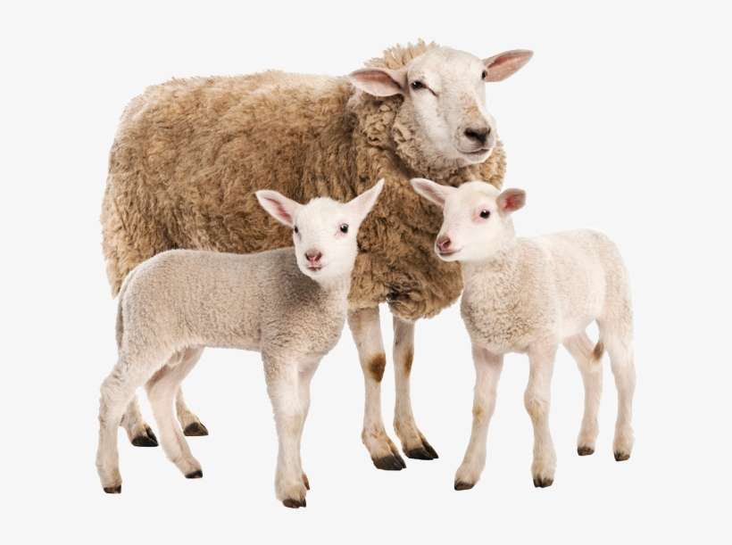 27 - Farm, transparent png download