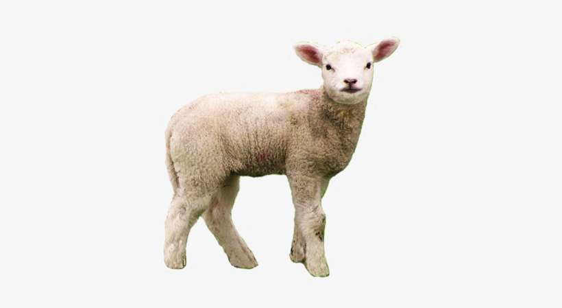 Free Icons Png - Lamb Transparent Background, transparent png download