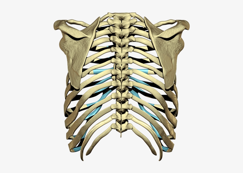 The Player Is Having Trouble - 3d Rib Cage Png, transparent png download