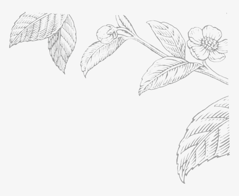 Mommy & Me & Tea - Botanical Illustration Tea Leave, transparent png download