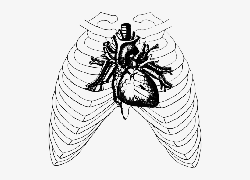 Cage,free - Auscultacion De Focos Cardiacos, transparent png download