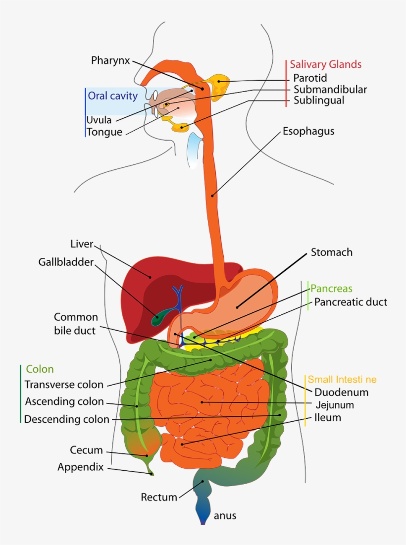 Gallbladder Attack Symptoms Treatments Filemagazine - Digestive System Diagram, transparent png download