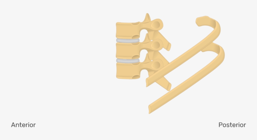Rib, transparent png download
