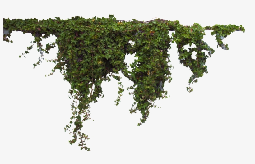 Bushes - Plants Photoshop, transparent png download