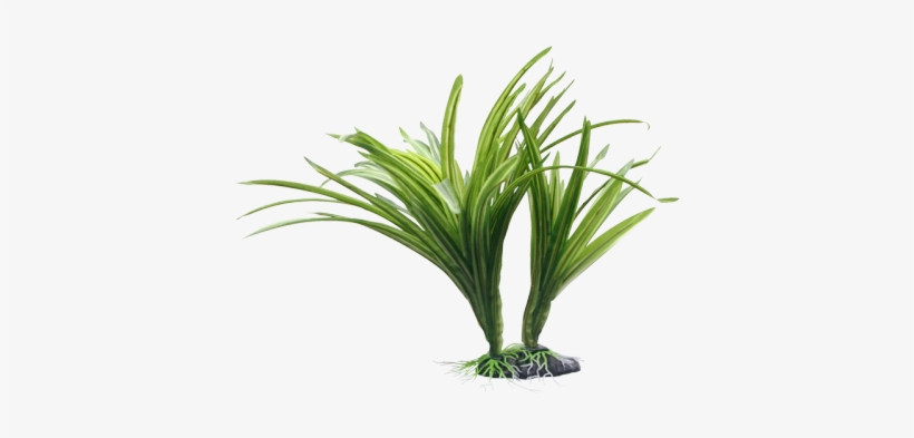 Esta Hermosa Planta Ácoro Estriado Aporta Un Aspecto - Fluval Striped Acorus Plant For Aquarium 10-inch, transparent png download