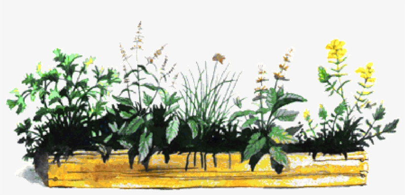 Plantasmedicinais - Plantas De Jardim Em Png, transparent png download