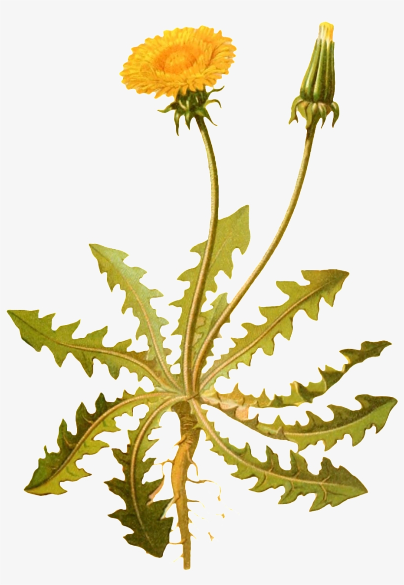 Transparente Png Ornamental Para Plantas De Flor Amarillo - Watercolor Painting, transparent png download