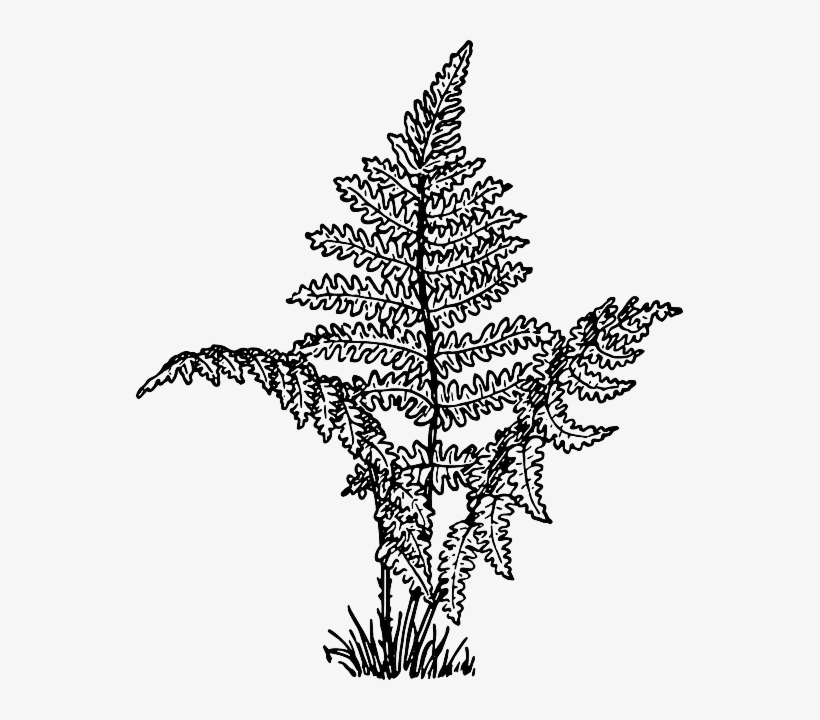 Planting Kenik2 - Fern Clipart Black And White, transparent png download
