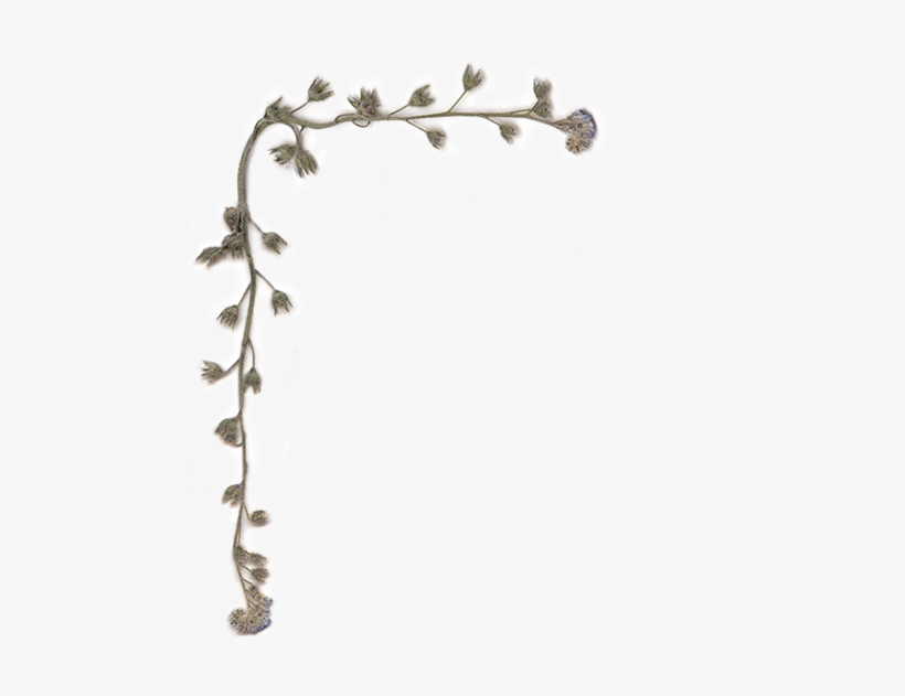 Floral Design, transparent png download