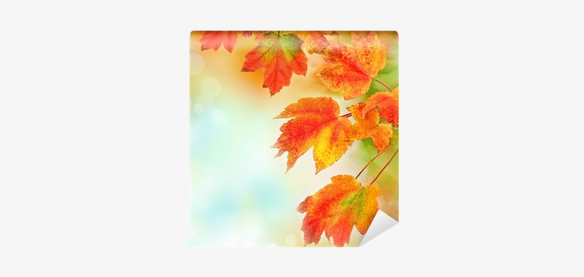 Colorful Fall Leaves Background - Photography, transparent png download