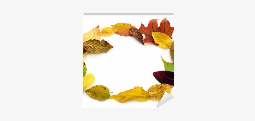 Fall Leaves Frame, Isolated On White Background Wall - Sunflower, transparent png download