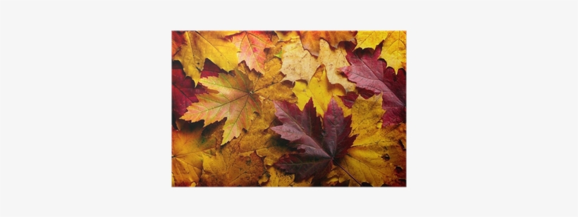 #banner Autumn Leaves, Polyester, 75x180cm, Herbst, transparent png download
