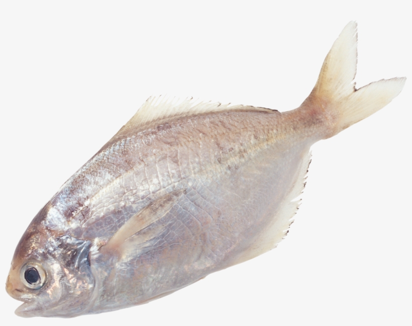 Download Amazing High-quality Latest Png Images Transparent - Fish, transparent png download