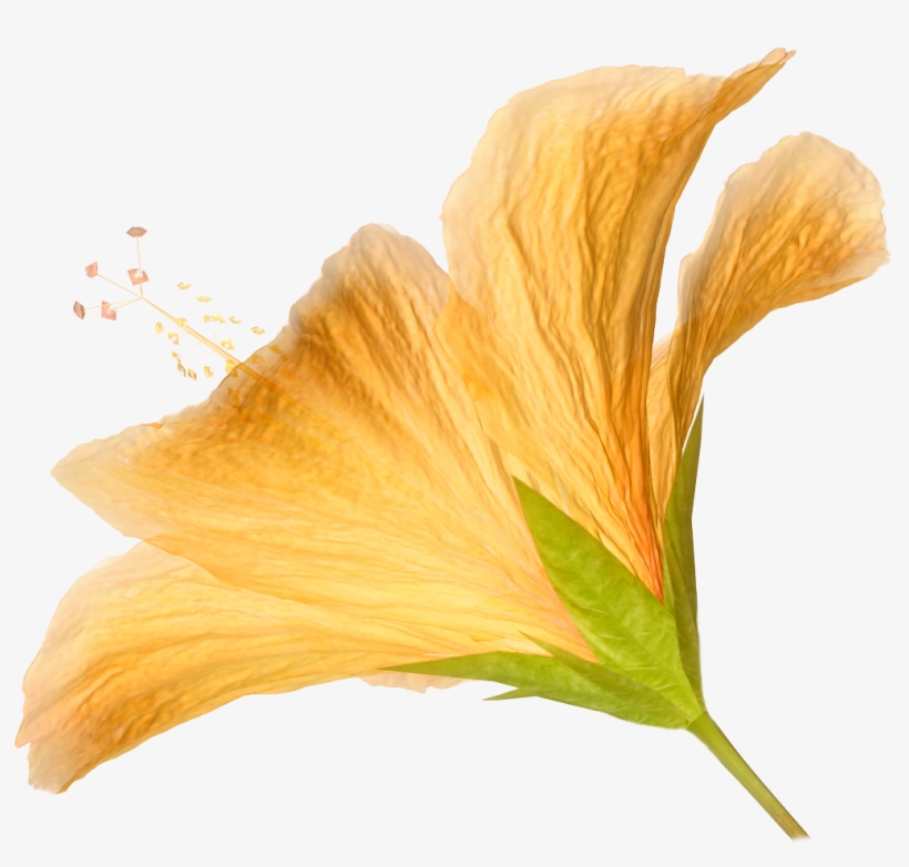 Free Icons Png - Yellow Hibiscus Flower Png, transparent png download